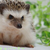 2015年も半分折り返しということで、ハーリーのベストショット★