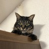 【保護猫 暁と中也との甘辛生活】〜月いちのデレ〜