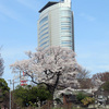 お彼岸の桜