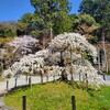 【京都】【桜】『大原野神社』に行ってきました。 京都桜 女子旅 花写真