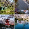 【四天王寺 極楽浄土の庭】水辺と夕陽の桜