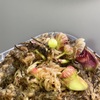 セファロタス成長記録=2026/6月29日 #食虫植物 #セファロタス #icos #著作権無料 #BGM