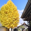 秘密の紅葉スポット➆綺麗なイチョウの木が輝く本法寺