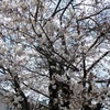 栗田公民館の桜