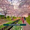 #京都府立植物園 を歩き、京都府知事選を思う