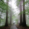 ◆'18/05/03    小雨降る羽黒山石段を往復②