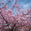 河津桜の季節