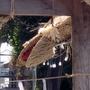 航空公園駅　『 神明神社～熊野神社 大蛇の〆縄』