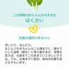 妊娠32週目突入！