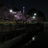 	 まんぼぅくん、夜桜でふ～　その2