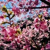 つくみの桜＊河津桜＊