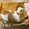 寝ている愛猫を一日中眺められる、贅沢な休日♪