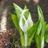 ◆'24/04/12　鳥海ブルーライン・水芭蕉群生地