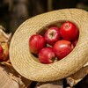 争奪戦!? 幻の紅玉りんごのコンポート