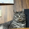 何でも食べてしまう兄ちゃん猫（心配）