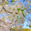 桜 「末広体育館」の桜がそろそろ見頃ですよーっ！と、桜の写真で気になっていること。