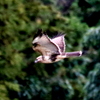 手賀の丘公園付近を飛ぶノスリ