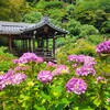 【京都】【あじさい】『善峯寺』に行ってきました。 女子旅 京都花 