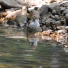 子スズメの水浴び