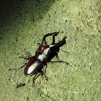 クワガタ・カブトムシ採集の基礎。成果を上げる探し方と道具などの