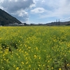 菜の花畑は伊豆で