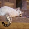 一週間のまとめ(2018年1月17日～1月22日)【のムのム】自然体つぶやきブログ