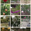 岡山市 半田山植物園のバラを見に行きました♪