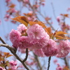 羊山公園−通常の桜編−