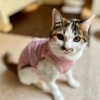 猫の避妊手術で準備して良かったアイテム