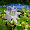 ホテイアオイの開花