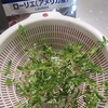 ローストビーフを作りました