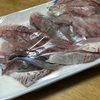 【釣りたて万歳！！】新鮮お刺身をいただいた件