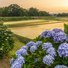 夕暮れの紫陽花