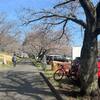 真岡、益子桜サイクリング