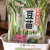 豆苗を育てる！！癒やされた物　紹介その４