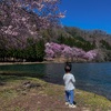桜と湖畔と残雪の北アルプスを眺めながら。【田舎の散歩道】