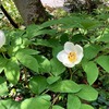 白い花のころ　山芍薬、一輪草