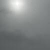 久しぶりに雪が降ったけど積もらなかった