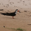 クロハサミアジサシ(Black Skimmer)