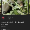 二ホンタンポポの発芽