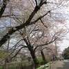 石神井川_武蔵関公園から武蔵関駅に続く桜（東京都練馬区）