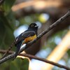 ヒメキヌバネドリ(Violaceous Trogon)再び