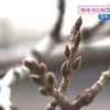 ことしの桜の開花予想 熊本は平年並みの３月２２日 