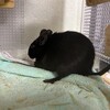 くろごまあん二世 326日目