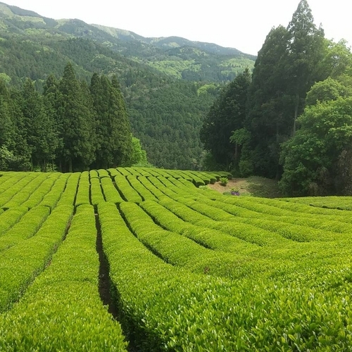 親子三代力を合わせて　～山間部でのお茶づくり～