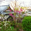 👼🐉大田区【長慶寺】に咲く花々達