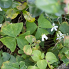 Oxalis triangularis ssp. papilionacea