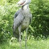 「動かない怪鳥」ハシビロコウ公開…高知・のいち動物公園