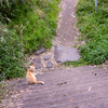 近隣郊外のねこさん