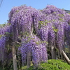 藤の花と赤いハナミズキ